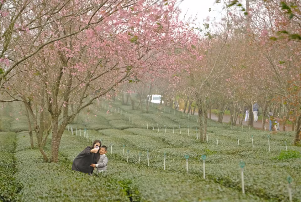 游客在大叻的樱桃花林中拍照打卡，留下美丽的瞬间。图自 越通社