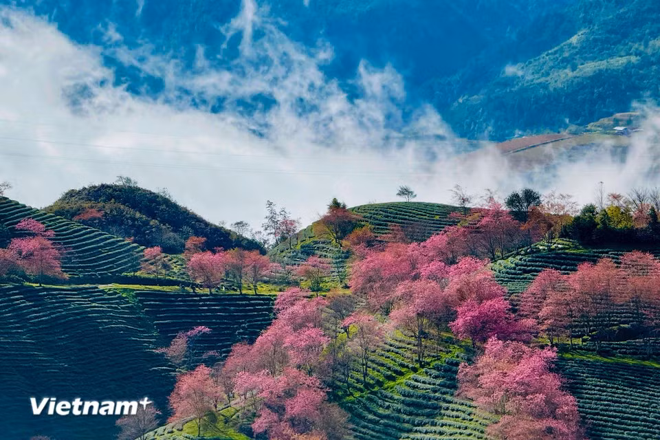 盛放的粉色樱花如点睛之笔，为西北山林的青绿画卷增添鲜明亮色。图自 越通社《Vietnam+》