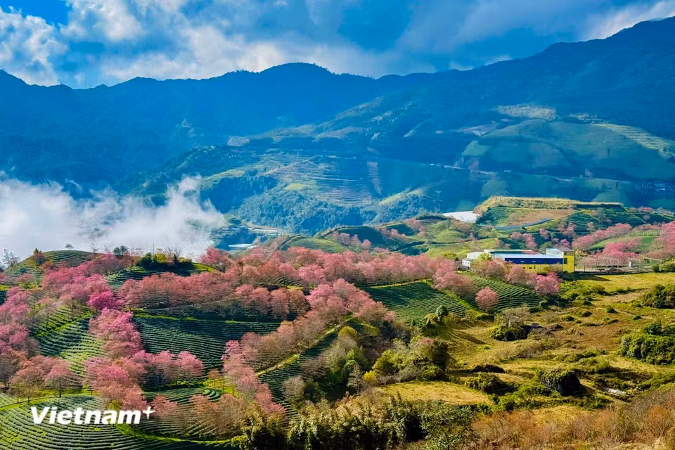 乌龙茶山宛如一幅活色生香的水墨画，成片翠绿茶园铺展其间，点缀着片片粉红的樱树林，景致层次分明。图自 越通社《Vietnam+》