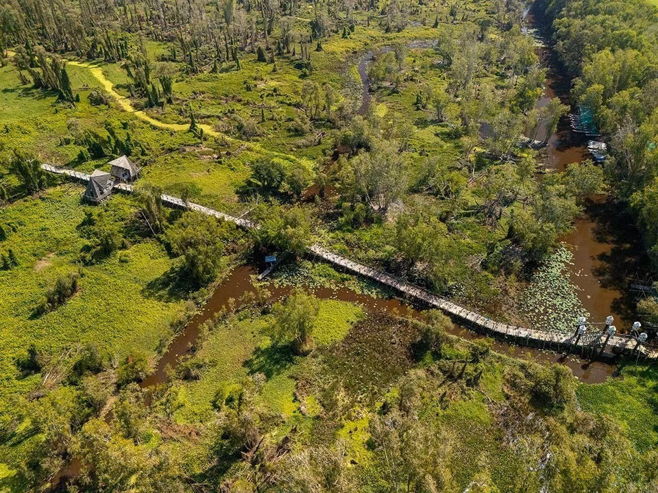 安江省静边乡的白千层树林生态旅游区（Tràm Trà Sư），占地约850公顷，是越南最美、最著名的白千层树林之一。图自 越通社