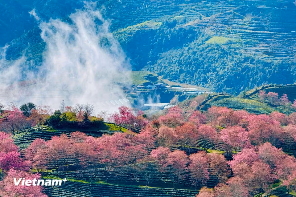 沙坝坊乌贵胡 区域的樱花已陆续盛放，在薄雾中若隐若现。图自 越通社《Vietnam+》