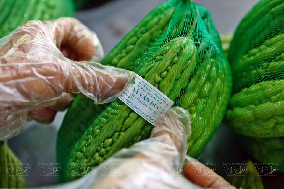 文德安全蔬菜专业合作社的所有蔬果产品在上市前都贴有安全标签和可追溯性标签。图自 越通社《越南画报》