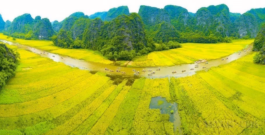 黄橙橙的梧桐迎风招展，迎接国内外游客前来参观长安名胜群旗下长安-三谷-碧洞国家级特殊风景名胜区。图自 越通社