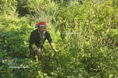 瑶族同胞采摘草药。图自越通社