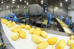 安江省周富县安江食品蔬菜股份公司（ANTESCO）工厂内用于出口的冷冻芒果加工生产线。图自越通社
