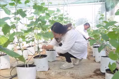 以色列援助的滴灌系统在太原农林大学投入使用。图自越通社