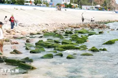 游客涌向仁海渔村 在翠绿苔藓礁石拍照打卡