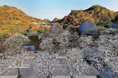 山罗省羊蹄甲花竞相绽放，留住游客的脚步