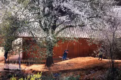 玉战乡山楂树种植面积超过2500公顷，这是当地各民族发展经济、脱贫致富的作物。图自越通社