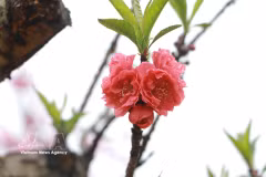 老街省桃花早绽放，与“白色高原”李花争艳