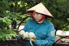 宁平省富隆乡堆村村民采收番荔枝。图自越通社