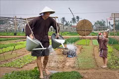 游客在广南省会安茶贵村体验蔬菜种植活动。图自越通社