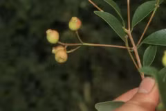 宁顺省发现的一种新植物。图自baomoi.com