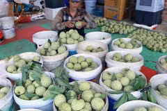 春节临近 番荔枝果农脸上笑开颜