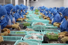 2019年前8月越南虾类出口额达19.3亿美元