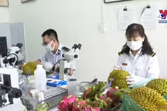 谅山省各口岸通关无缝衔接 助力水果保质保鲜通关