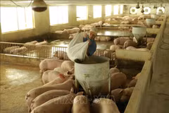 2022年越南肉类及肉制品进口需求难以大幅增加