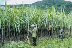 为甜甘蔗季节提出可持续措施 