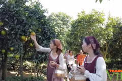 木州高原推进农旅融合 让小橙子出大经济