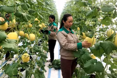 广宁省决心在农业领域进行数字化转型