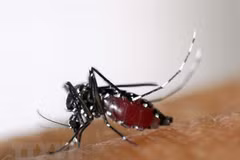 老挝登革热病例超3万例