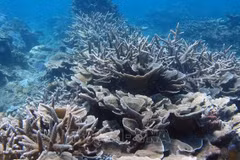 越南为发展中国家保护海洋生物多样性的共同利益提出许多意见