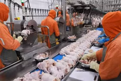 越南传统食品的出口空间越来越广阔