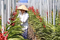 越南胡志明市：提高花卉和观赏植物生产能力 逐步推动出口活动