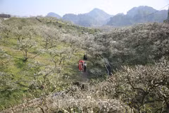 木州高原：春风十里不如“李” 洁白无瑕令人迷
