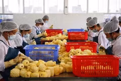 越南农产品出口企业获向中国出口的企业注册编号435个