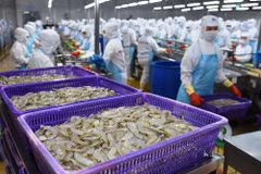 澳大利亚代表团赴越考察虾类出口生产加工情况