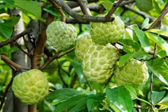 山罗省着力打造梅山番荔枝品牌