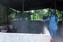 河内市介绍非洲猪瘟的防范措施