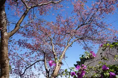 组图：大叻樱花盛开吸引大量游客前来寻芳
