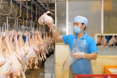 越南鸡肉即将出口到新加坡和中国香港