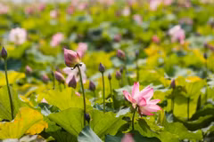  胡志明主席诞辰130周年：荷花塘—胡伯伯家乡旅游文化的亮点