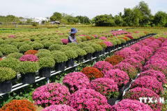 同塔省年花种植面积超100公顷。图自越通社