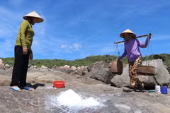 草村的盐民忙碌采盐。图自越通社