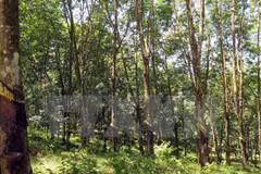 越南广治有限责任公司与老挝政府签署橡胶种植土地租赁合同