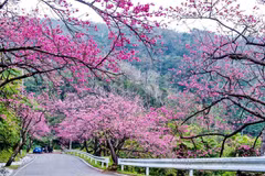 2016年大叻樱花盛开美景（图片来源：因特网）