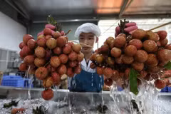 全球食品进出口股份公司的荔枝加工活动。图自越通社