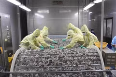 资料图：2024年前九月越南虾类出口额近28亿美元。图自越通社