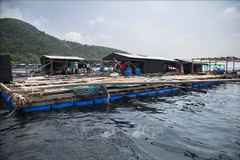 促进海水养殖发展成为大规模货物生产业
