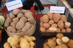 附图（图片来源：互联网）