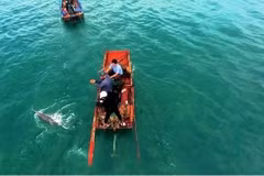 广宁省姑苏海域经常出现海豚