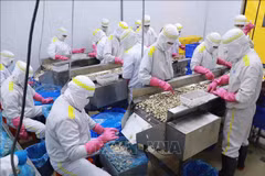 越南贝类出口维持增长态势。图自越通社