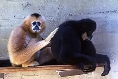 南方白颊长臂猿已被列入越南和世界红皮书极度濒危动物名录。图自vanhoa.vn