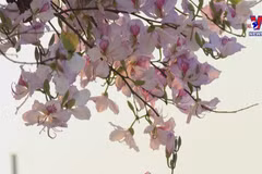 越南西北地区羊蹄甲花绽放迎春