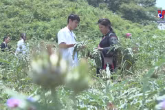 老街省着力实现药用植物种植可持续发展