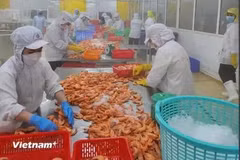 附图 图自越通社